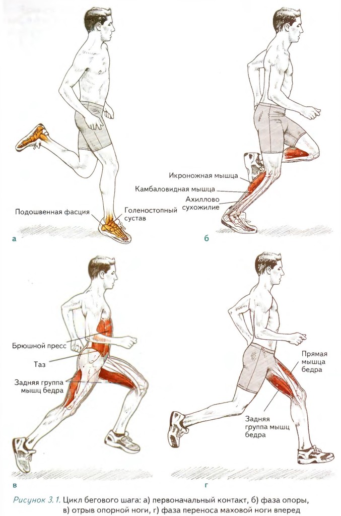 Какая фаза спринтерского бега изображена на картинке