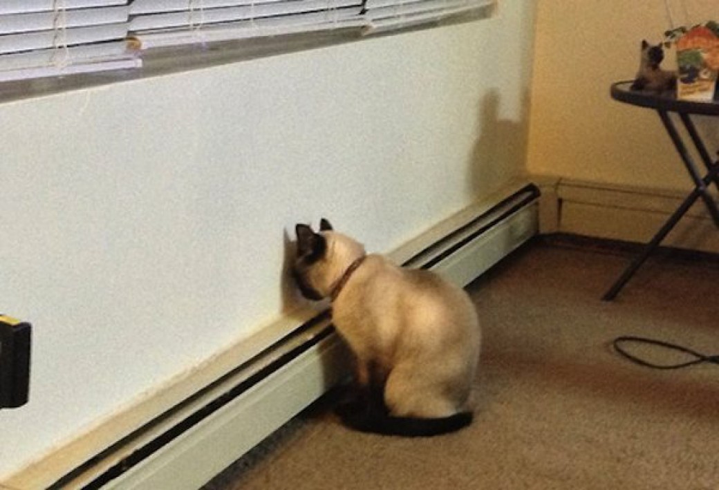 16-veshhej-kotorye-vse-beguny-prosto-ter