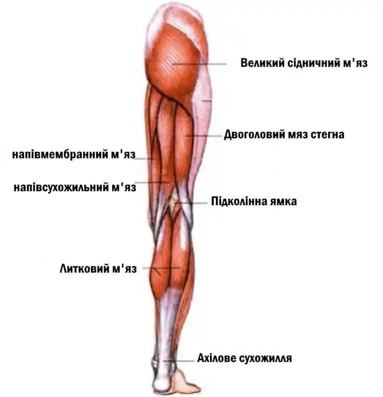 Гід з бігових травм: травми м'язів задньої поверхні стегна