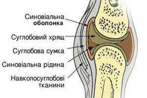 Будова колінного суглоба