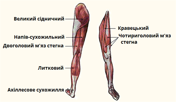 будова м'язів стегна людини