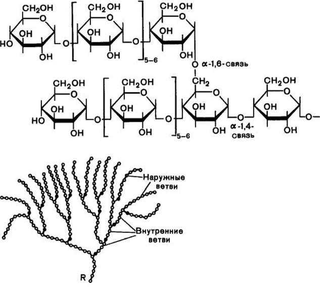 Глюкоген. Строение гликогена биохимия. Гликоген строение полисахарида. Гликоген строение молекулы. Строение гликогена формула.