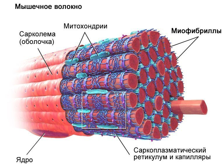 Схема строения миофибриллы